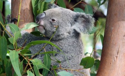 The long-term outlook for koalas is grim according to extensive research by the Koala Research Network.