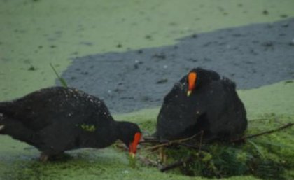 One dusky moorhen parent tries to stabilise the nest from the rising water while the other parent shelters two chicks beneath its wings.