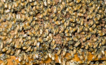 Honey bees have taught researchers how to guide planes through complex manoeuvres