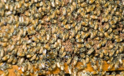 Honey bees have taught researchers how to guide planes through complex manoeuvres Honey bees have taught researchers how to guide planes through complex manoeuvres