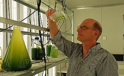 Associate Professor Peer Schenk inspects new algae strains Associate Professor Peer Schenk inspects new algae strains