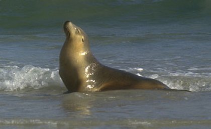 An Australian sea lion on Kangaroo Island which will be protected under the Ecology Centre’s Marine Reserve Blueprint