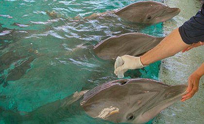 Collecting DNA from dolphins