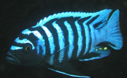 A cichlid fish