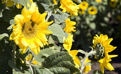 Sunflowers