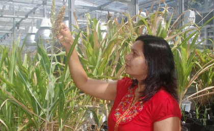 Dr Raghuwanshi with the world's first transgenic sweet sorghum plants