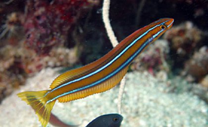An orange fangblenny