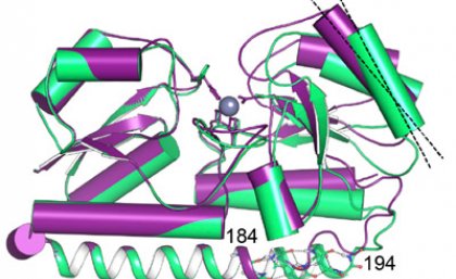 3D structure of the protein responsible for zinc starvation of lethal bacteria.