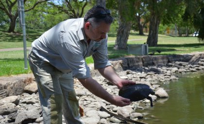 A freshwater turtle is released into the UQ Lakes