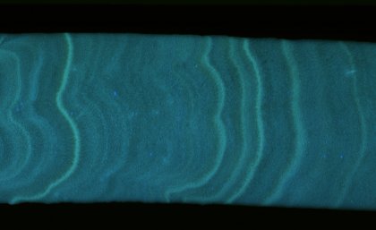 UV light shone through a slab from a Porites coral colony shows light luminescent lines which correspond to flood events. Photo: Alberto Rodriguez-Ramirez Photo of coral growth bands
