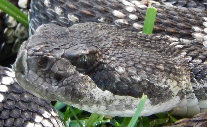 Southern Pacific Rattlesnake. Photo credit: Chip Cochran.