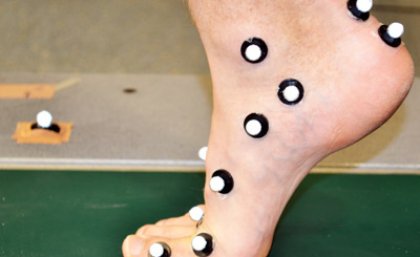 Retro-reflective skin markers for three-dimensional motion capture were applied to the right foot of each human participant of a UQ-led study on how foot muscles support the arch.