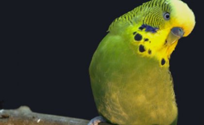 UQ research has found that budgerigars are inclined to favour the left or right side.