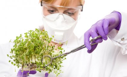 UQ is seeking participants in a trial to investigate the effects of sprouted broccoli capsules on Type 2 diabetic patients. UQ is seeking participants in a trial to investigate the effects of sprouted broccoli capsules on Type 2 diabetic patients.
