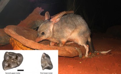 Bilby (image source: Wikipedia). Inset picture: Fossil teeth of the fossil bilby, Liyamayi dayi (photo by Kenny Travouillon). Bilby (image source: Wikipedia). Inset picture: Fossil teeth of the fossil bilby, Liyamayi dayi (photo by Kenny Travouillon).