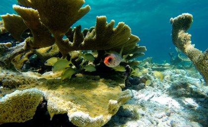 Coral reefs with healthy structural complexity provide numerous hiding places for reef fish.