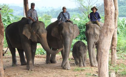 A UQ study has shown the captive elephant population in Laos is declining as the elephants are not allowed to breed at a rate sufficient to sustain the population.  Photo courtesy of ElefantAsia.