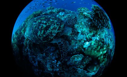 The Catlin Seaview Survey captured this image of a turtle in the undamaged area of Tubbataha Reefs Natural Park.