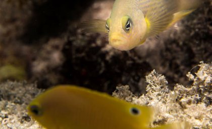 Wideband anemonefish from the Solitary Islands, Australia, tending eggs. Photo: Ian Shaw. Wideband anemonefish from the Solitary Islands, Australia, tending eggs. Photo: Ian Shaw.