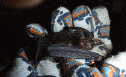 The only previously known specimens of the 'big-ear bat' were collected by an Italian scientist in 1890