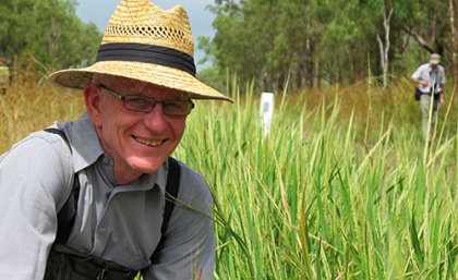 Professor Robert Henry from the Queensland Alliance for Agriculture and Food Innovation searches for wild rice in Queensland's Lakefield National Park. Professor Robert Henry from the Queensland Alliance for Agriculture and Food Innovation searches for wild rice in Queensland's Lakefield National Park.