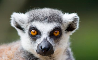 Lemur picture