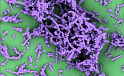 Chains of the human pathogenic bacterium Streptococcus pyogenes. Nina van Sorge and Victor Nizet