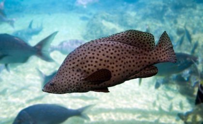 Photo of a barramundi fish