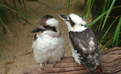 The survival rate of the laughing kookaburra is 34 per cent.