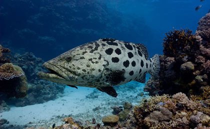 Tighter bag limits for fishermen have been identified as an important key to ocean ecosystem conservation. Pictured, a potato cod. Photo by Mark Priest. 