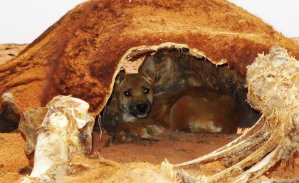 A dingo shelters in a cow carcass in northern South Australia. 