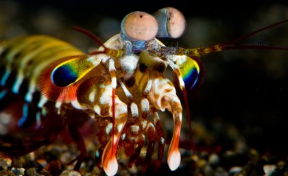 A mantis shrimp's compound eyes are 'superbly tuned' to detect polarised light. Image: Roy Caldwell A mantis shrimp's compound eyes are 'superbly tuned' to detect polarised light. Image: Roy Caldwell