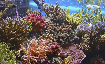 Coral is threatened by rising sea temperatures