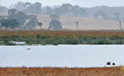 Reforestation is a natural step towards wetland catchment restoration, but in some cases, this could result in the disappearance of the very wetland that we seek to protect.