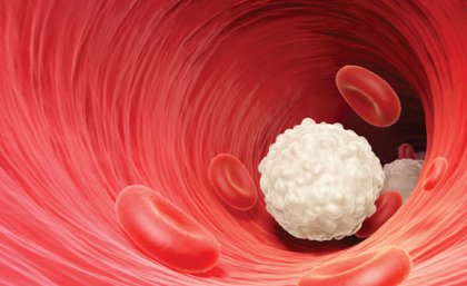 White blood cells, pictured, are produced by specific stem cells that are damaged during chemotherapy. Source: iStock. White blood cells, pictured, are produced by specific stem cells that are damaged during chemotherapy. Source: iStock.