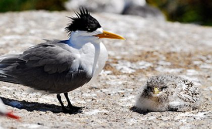 Crested Tern with chick (Sterna bergii): Photo Stuart Cohen/Office of Environment and Heritage