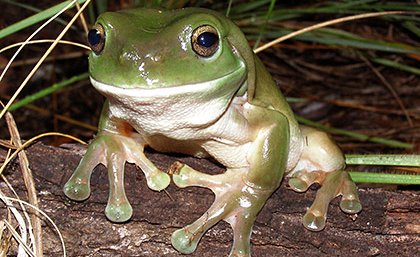 The green tree frog (Litoria caerulea) is an ectotherm which relies on the external environment to regulate its body temperature. Photo: Ed Meyer