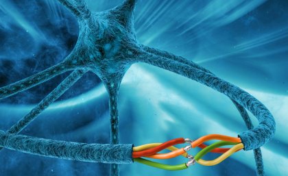 UQ scientists have discovered the molecular mechanisms that allow severed nerves to fuse back together. UQ scientists have discovered the molecular mechanisms that allow severed nerves to fuse back together.