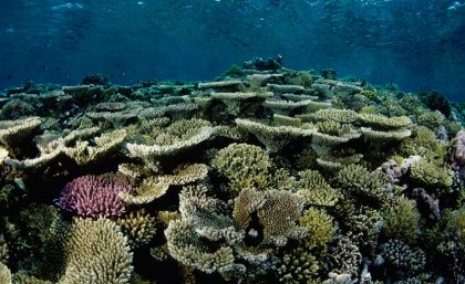 New research provides some hope that all will not be lost for future coral reefs.