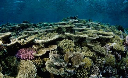 New research provides some hope that all will not be lost for future coral reefs. New research provides some hope that all will not be lost for future coral reefs.