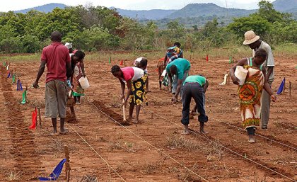 Farmers in Sussundenga planting maize at the start of the rainy season