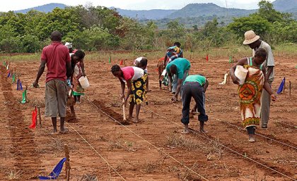 Farmers in Sussundenga planting maize at the start of the rainy season Farmers in Sussundenga planting maize at the start of the rainy season