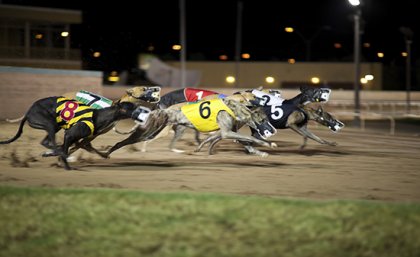 Training methods for greyhound racing are raising concerns