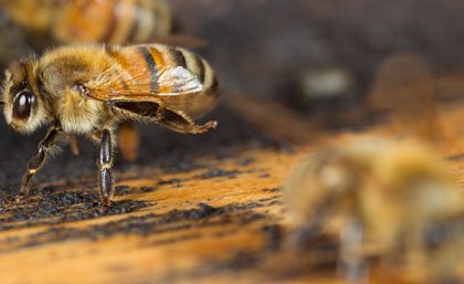 Cost-effective way to measure antimicrobial properties of honey have been discovered