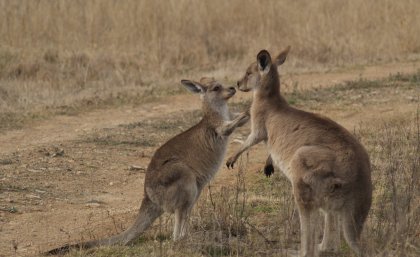 UQ researchers have studied kangaroos to see why animals form social bonds. Photo: Emily Best.