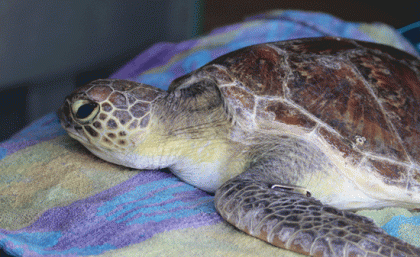 Barry the green sea turtle in triage at Moreton Bay Research Station. Credit: Dr Kathy Townsend