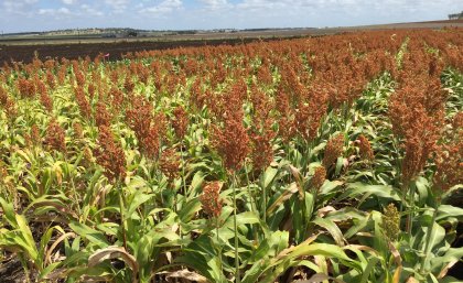 Food security is a critical issue. Food security is a critical issue.