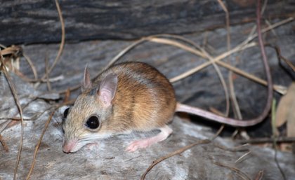 The northern hopping mouse has been caught on camera for the first time