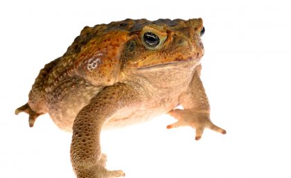 Cane toad