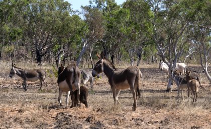 Invasive species and habitat loss our biggest biodiversity threats - UQ News - The University of Queensland, Australia Invasive species and habitat loss our biggest biodiversity threats - UQ News - The University of Queensland, Australia